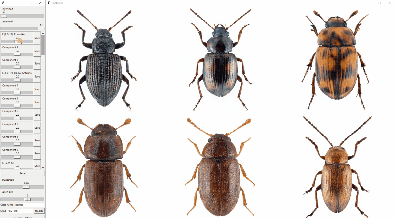 Animation of Beetle morphology in latent space