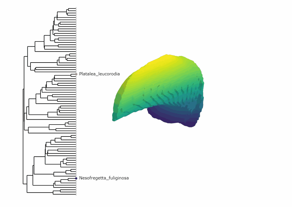 Evolution of beak shape across a phylogeny of birds